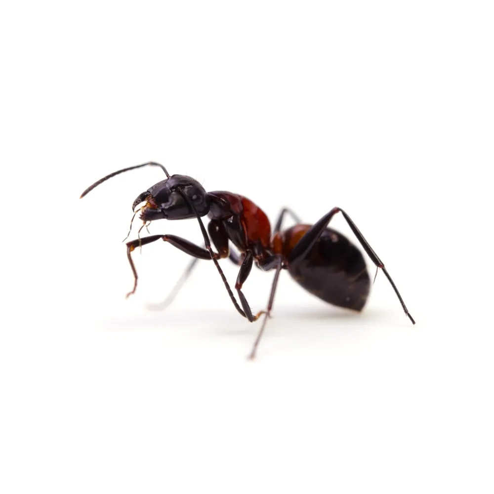 ANTS