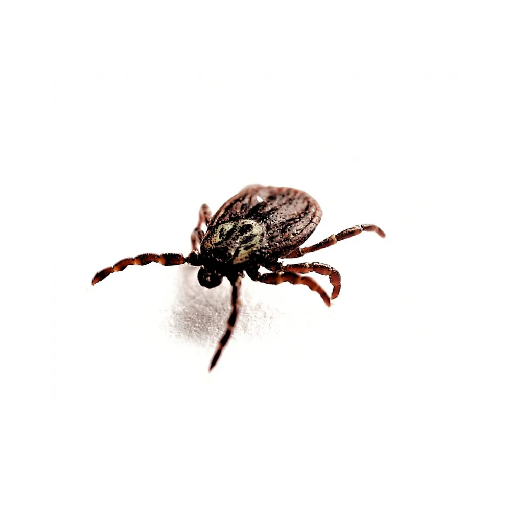 TICKS